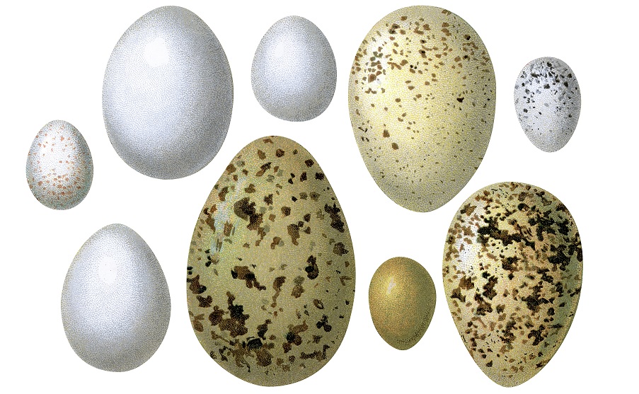 Drijvende kracht hand Metropolitan Paas) eieren zijn een briljante uitvinding van de natuur