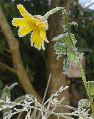 gele ganzenbloem met rijp