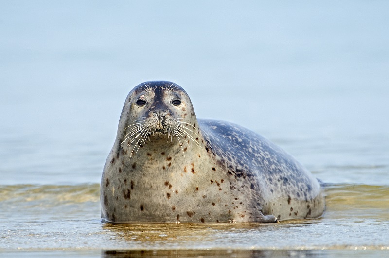 gewone zeehond