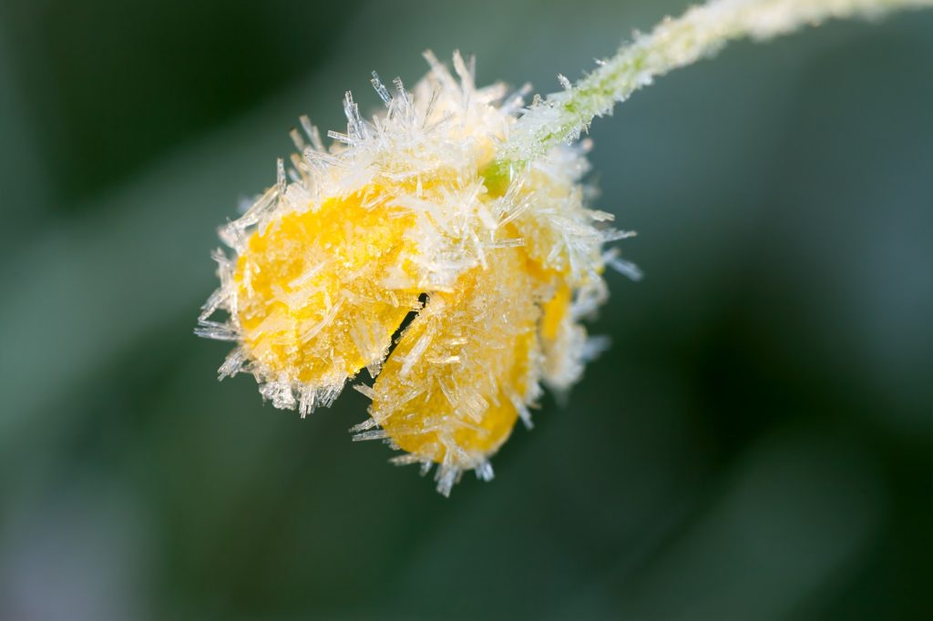 Berijpte bloem tijdens Eindejaars Plantenjacht