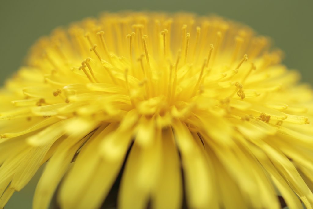 paardenbloem wildplukken