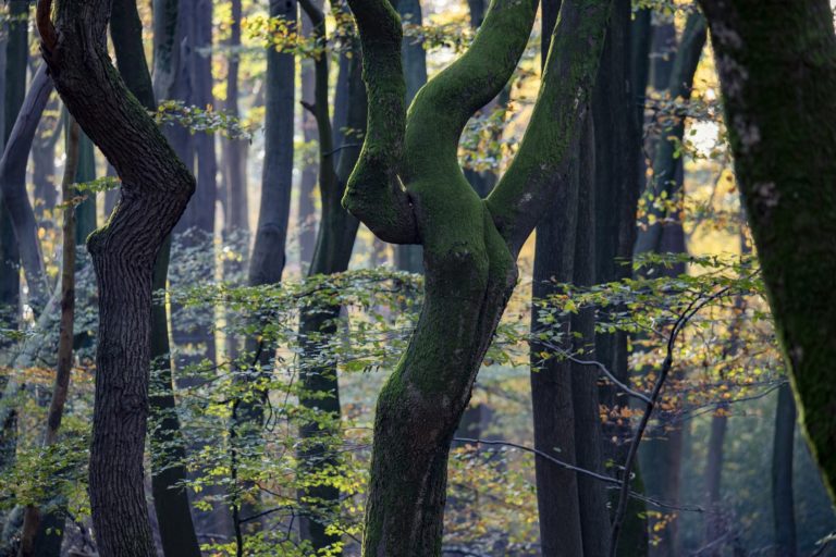 Speulderbos met kronkelige bomen