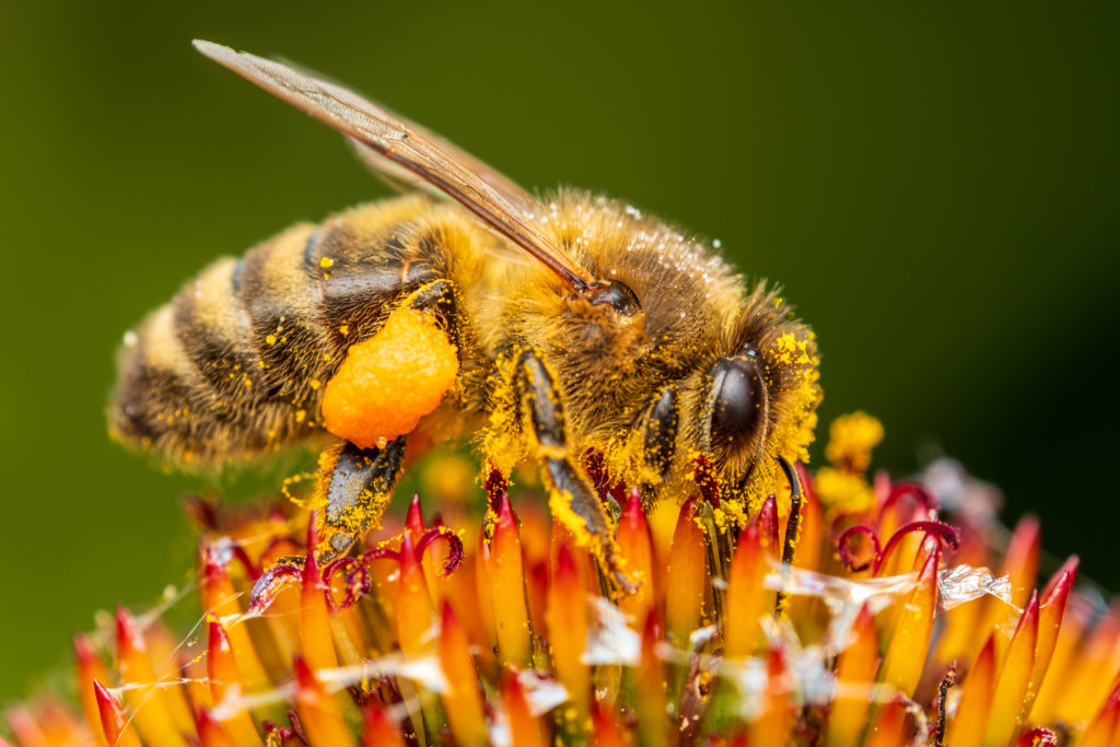 bee-washing het juiste moment