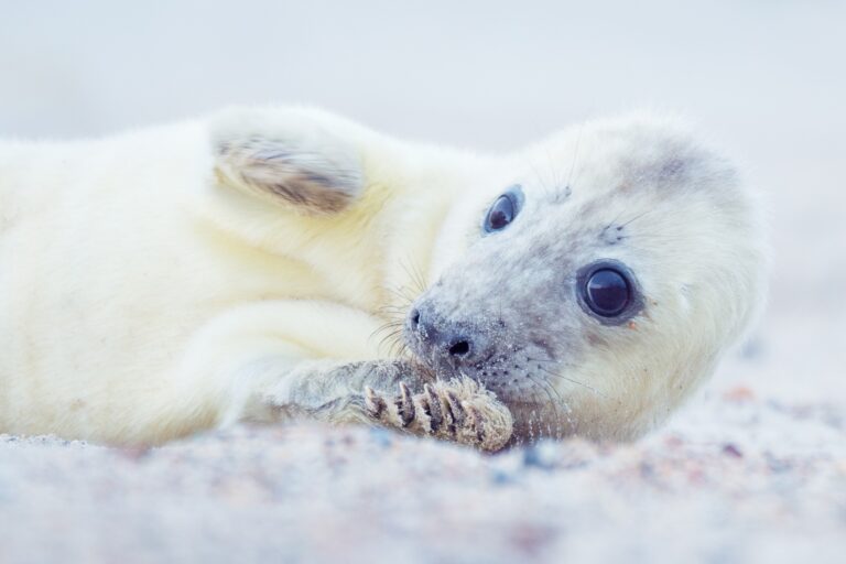 grijze zeehond