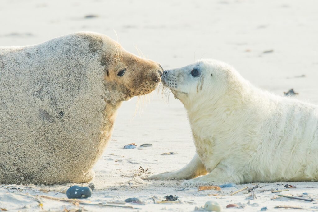 grijze zeehonden