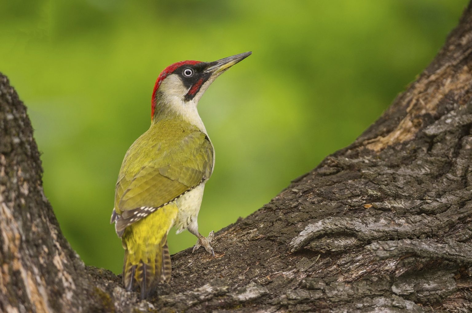 Living Report Nederland 2023 lichtpunten in een belaagde natuur