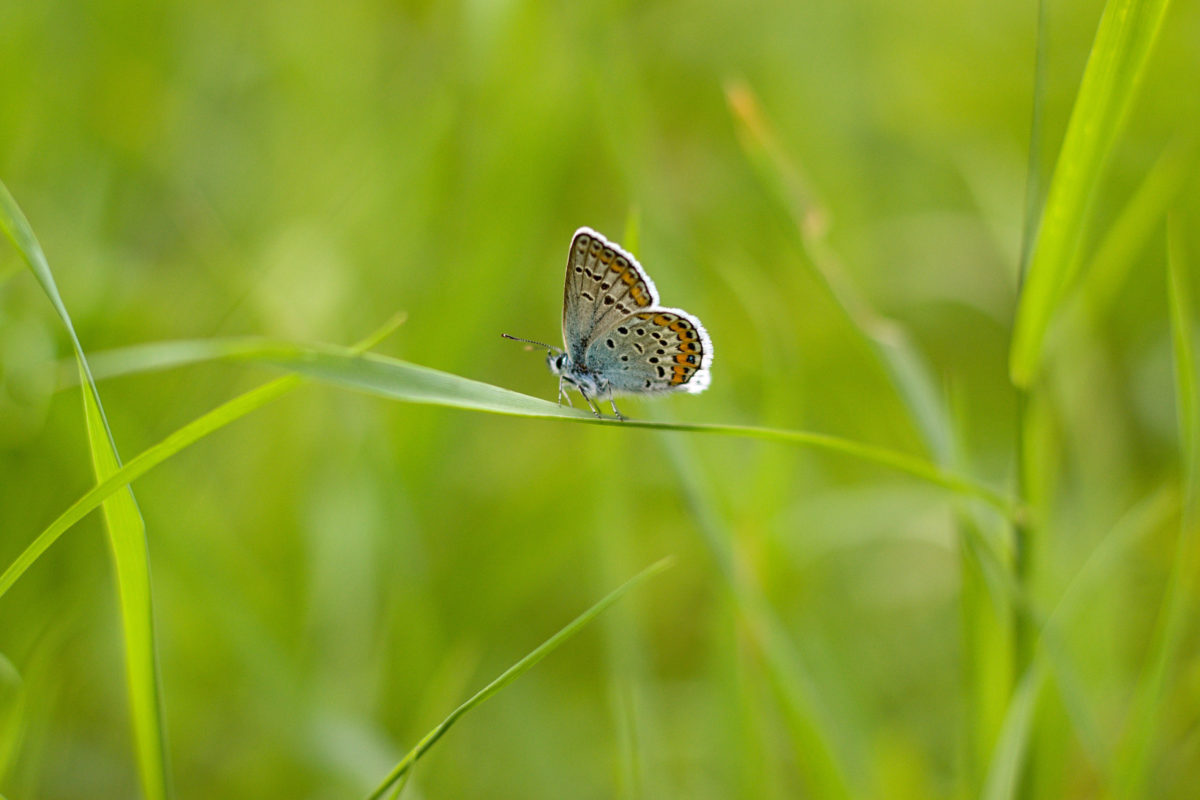 this is how you participate and increase biodiversity