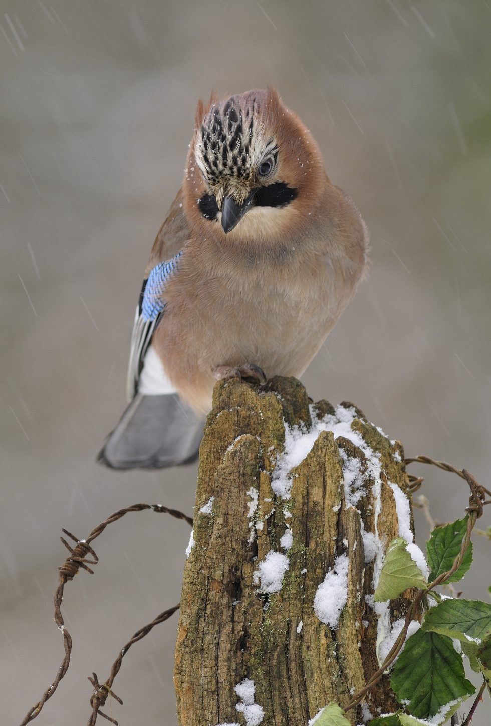 dieren in sneeuw gaai