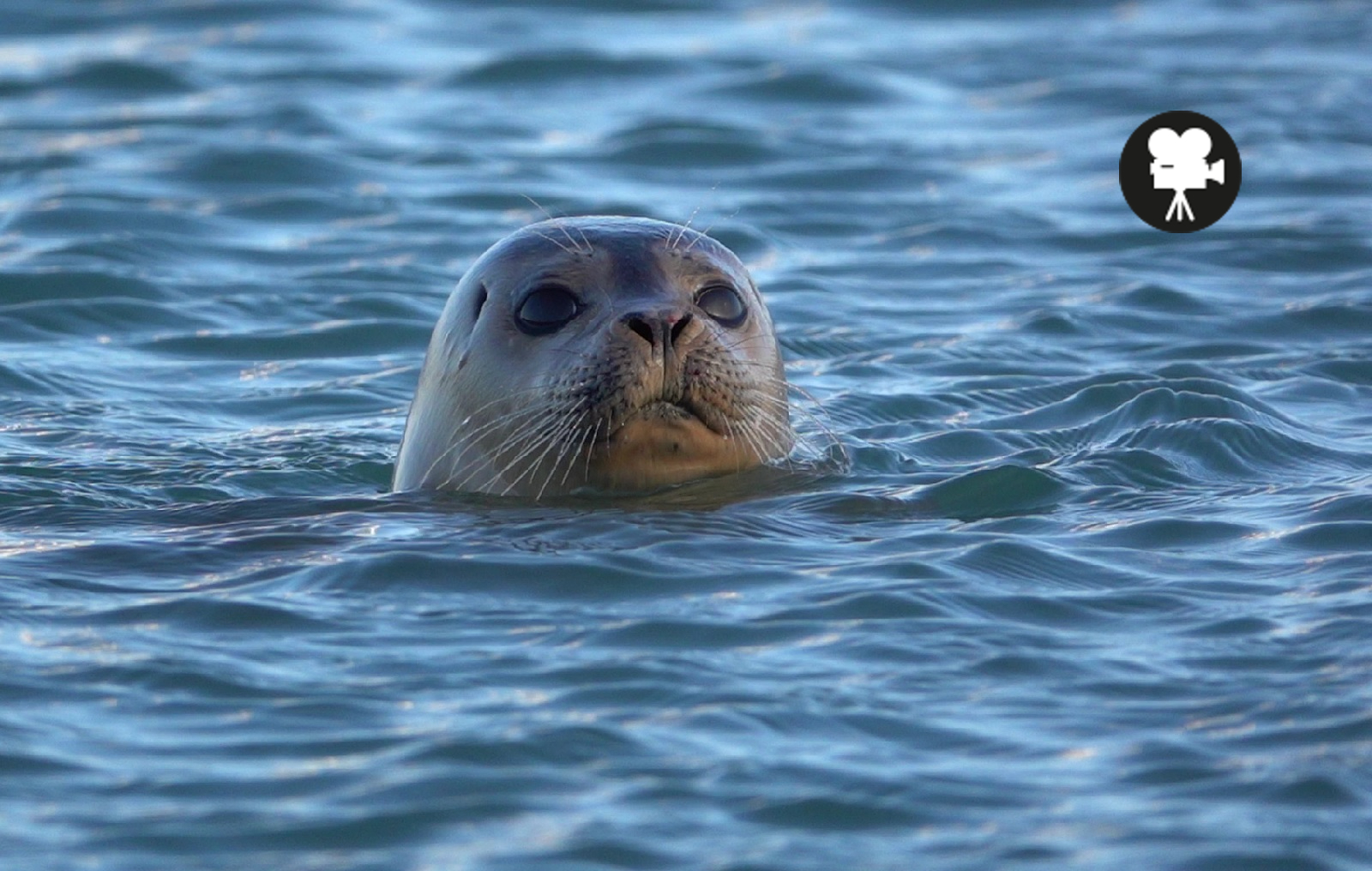 nieuwsgierige zeehond in het water