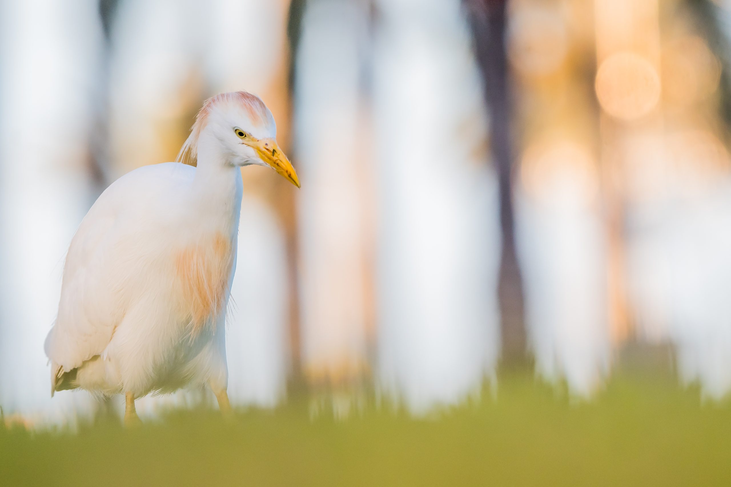 koereiger