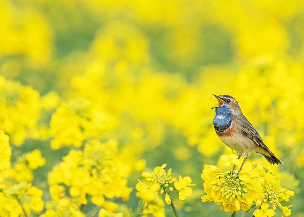 blauwborst natuurfotowedstrijd