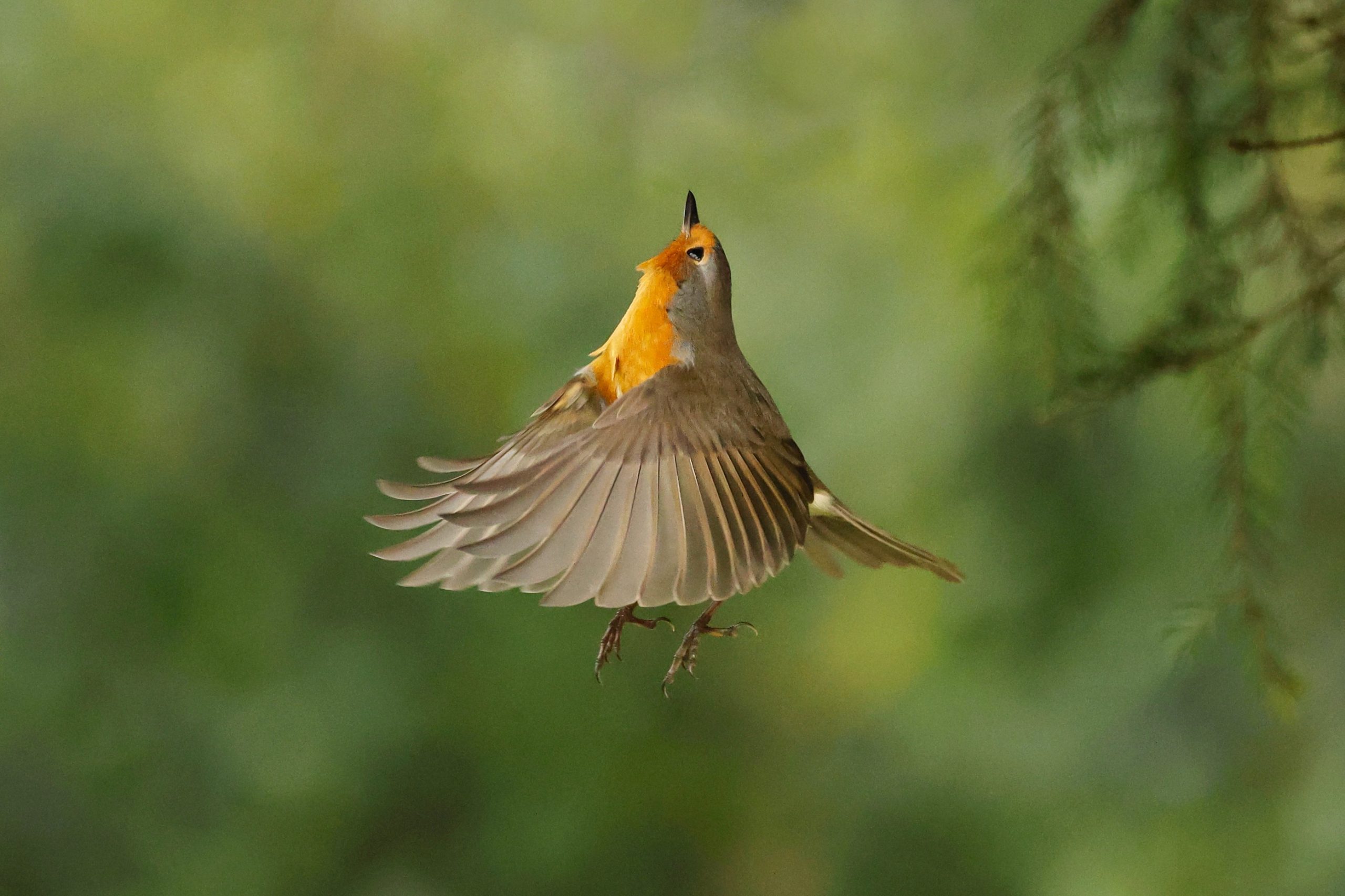 roodborst natuurfotowedstrijd