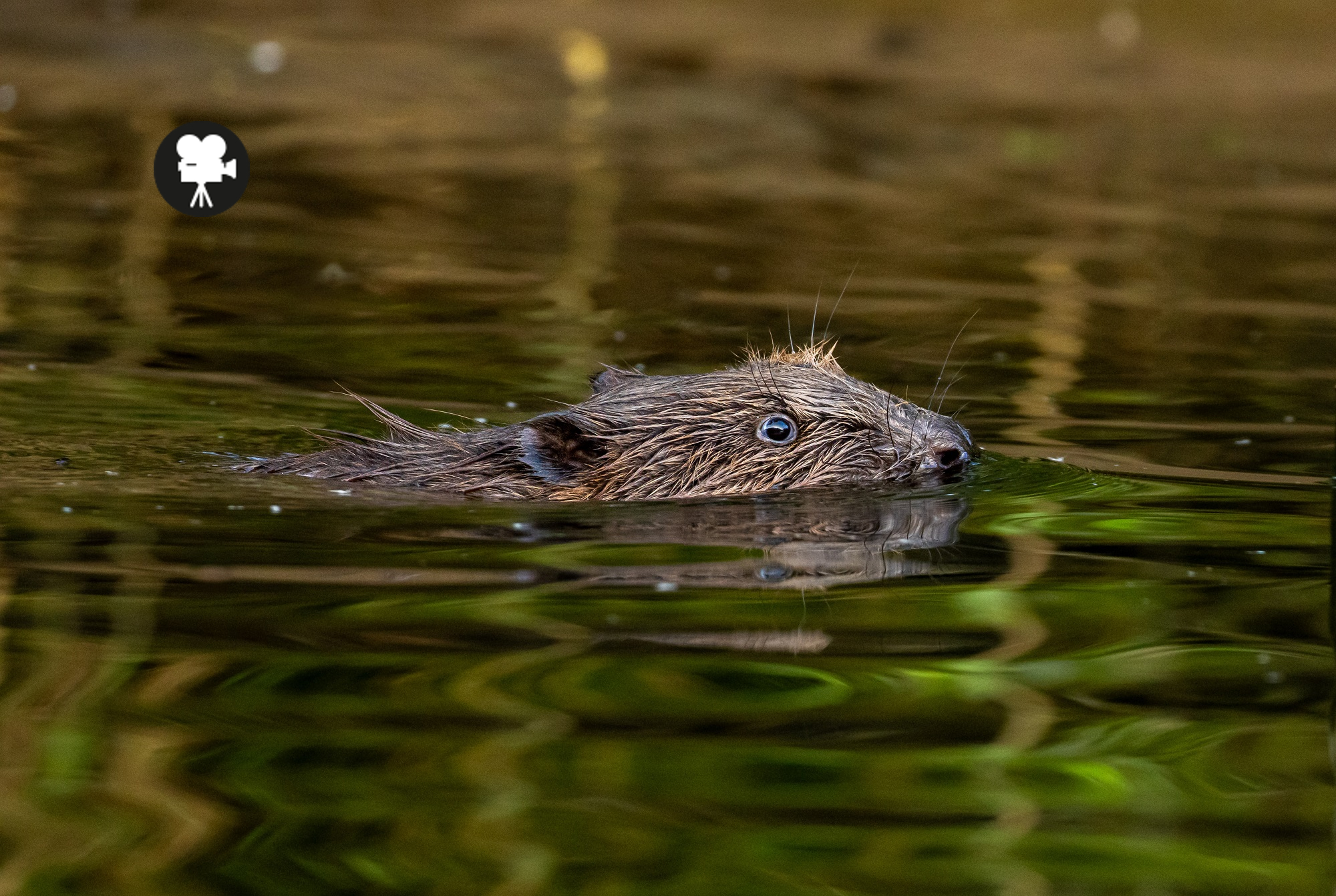 bever in het water