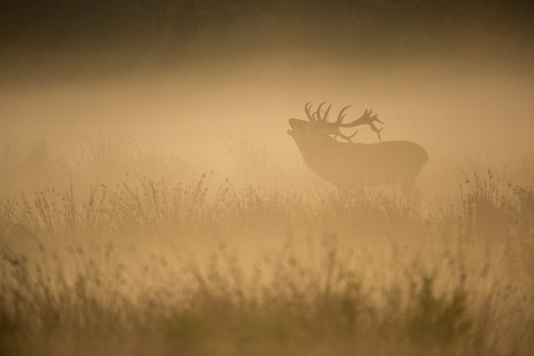 burlend edelhert in weerterbos