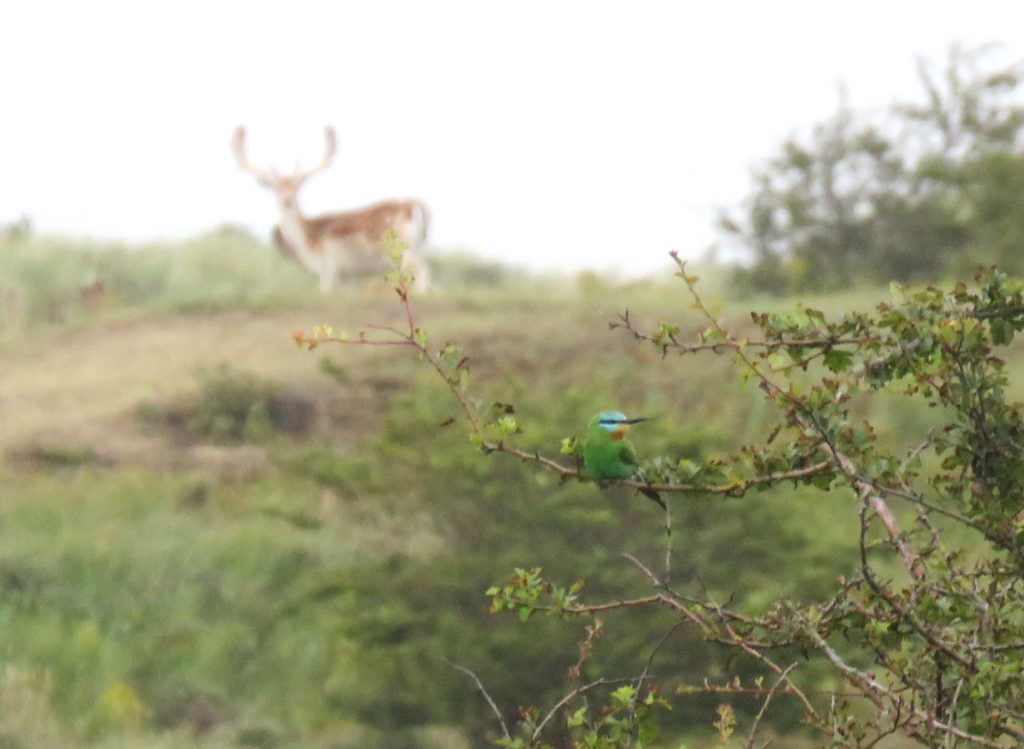 Groene bijeneter