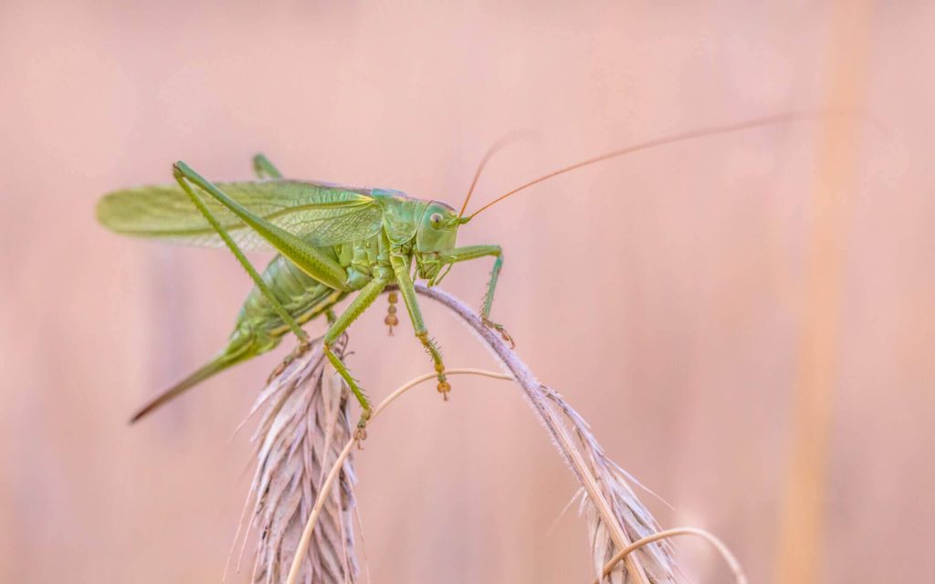 Grote groene sabelsprinkhaan