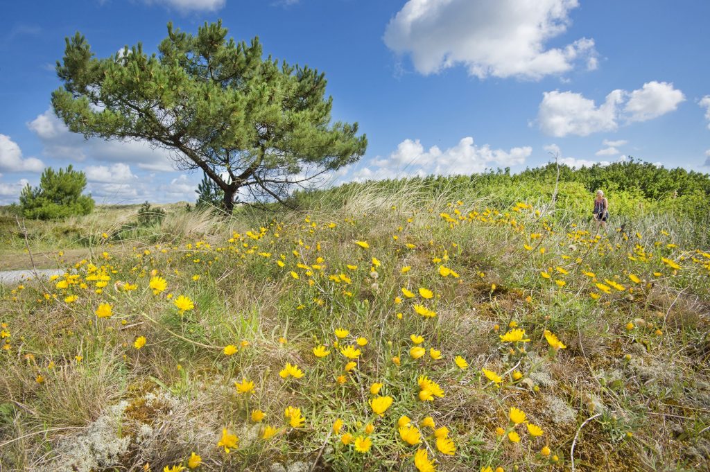 vrouw wandelt alleen in de duinen