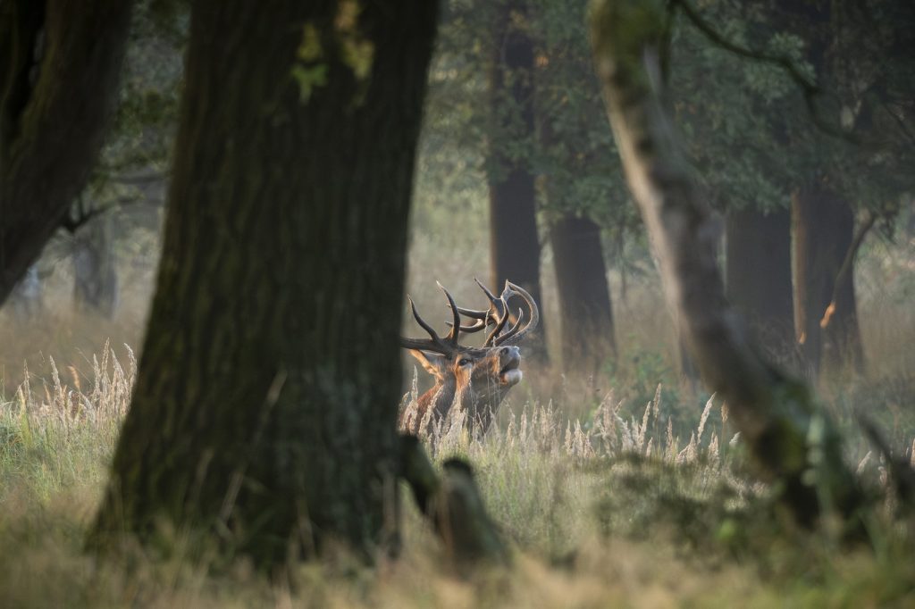 edelhert in Weerterbos