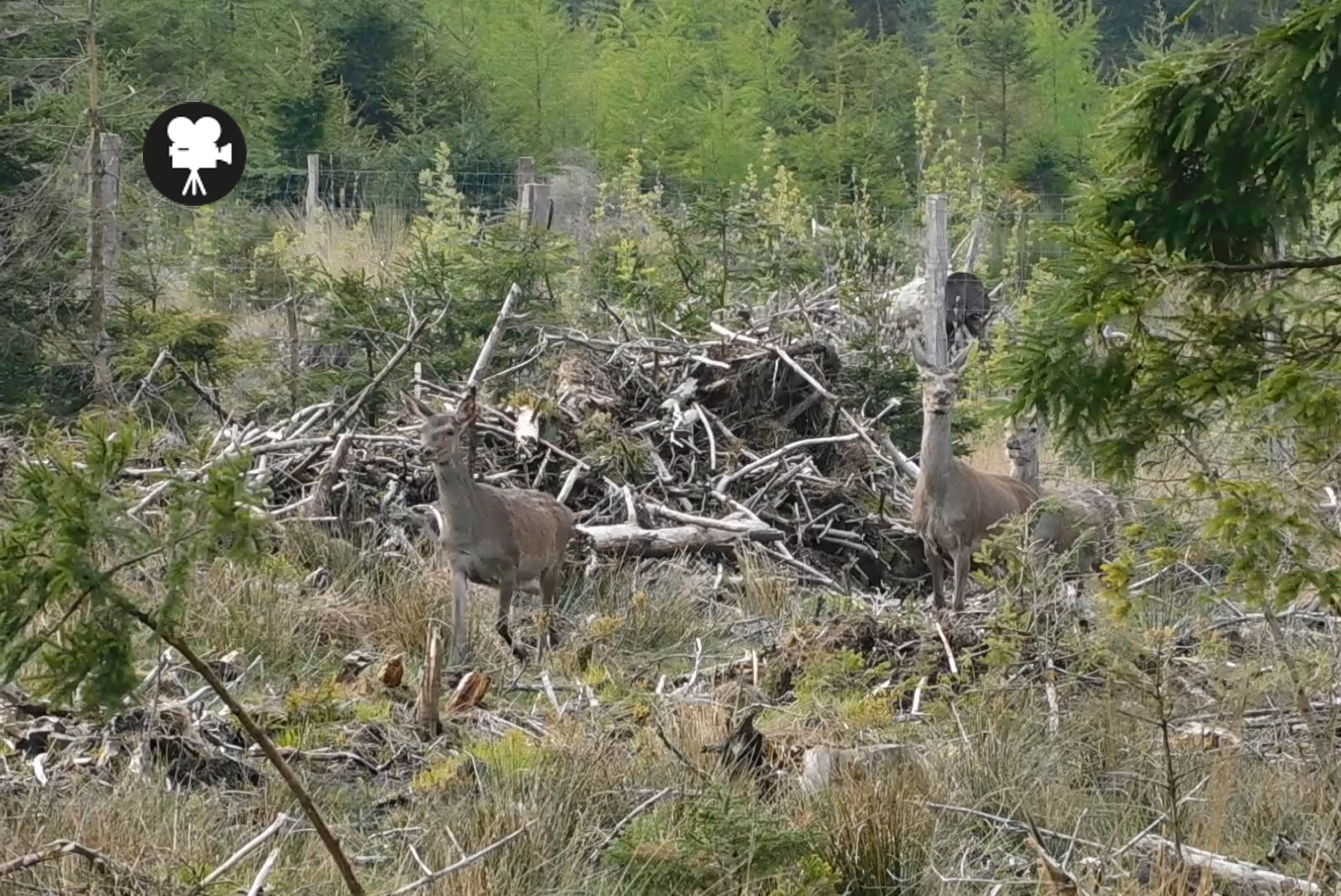 edelherten in het bos