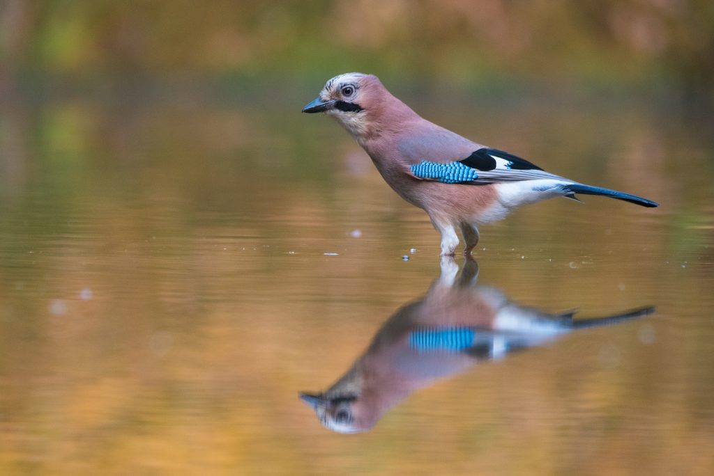 gaai in het water