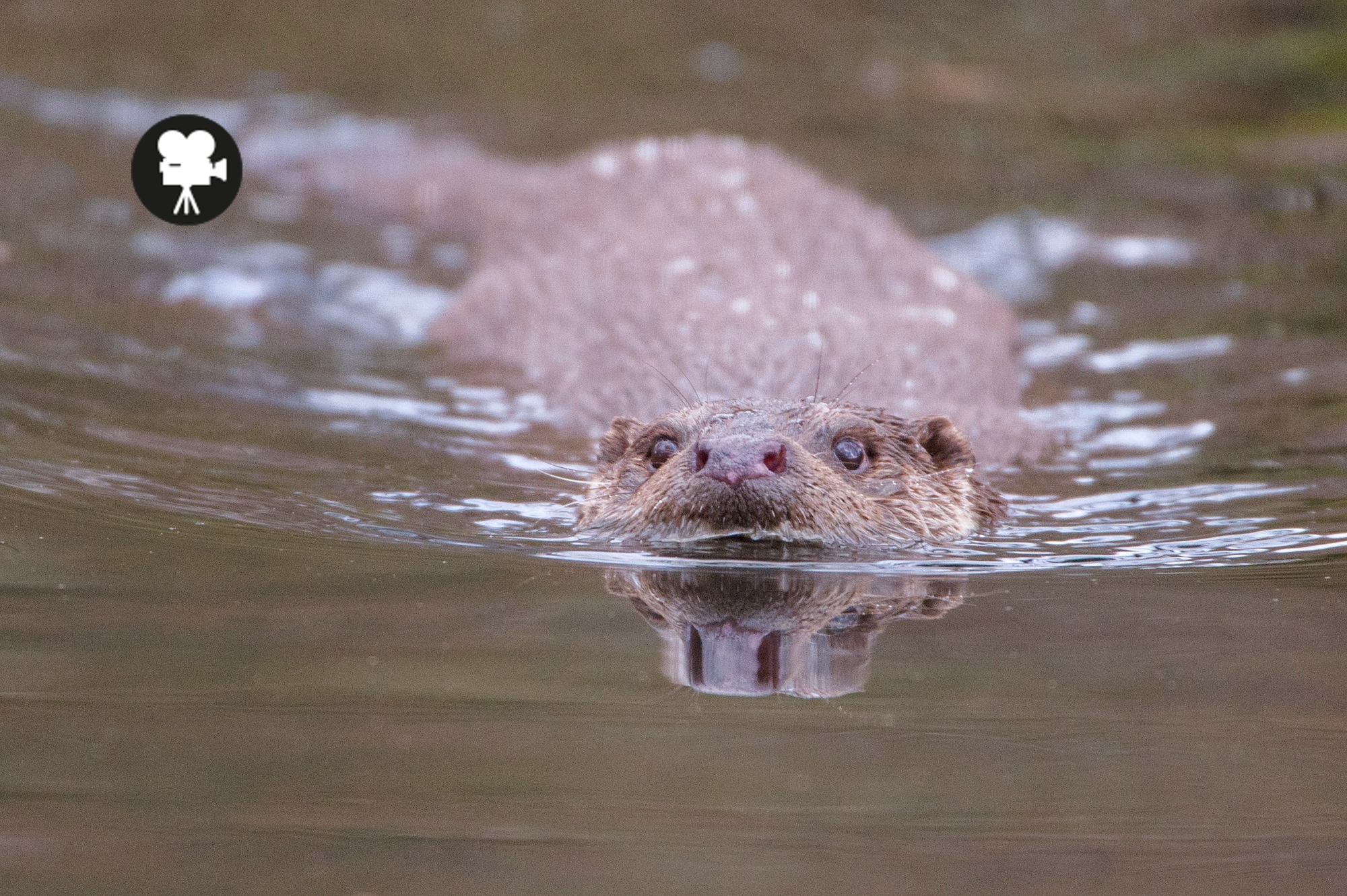 otter in het water