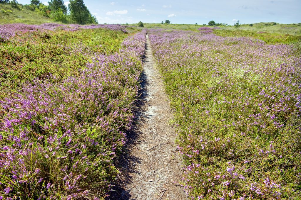 wandelpaadje over heide