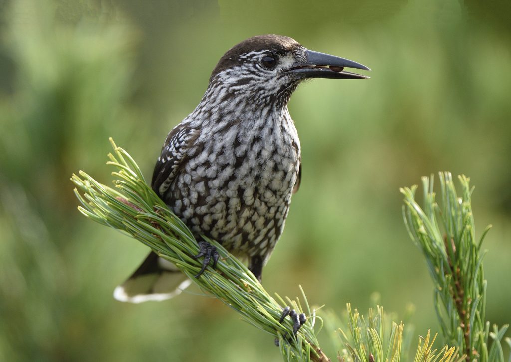 Roots vogelreizen