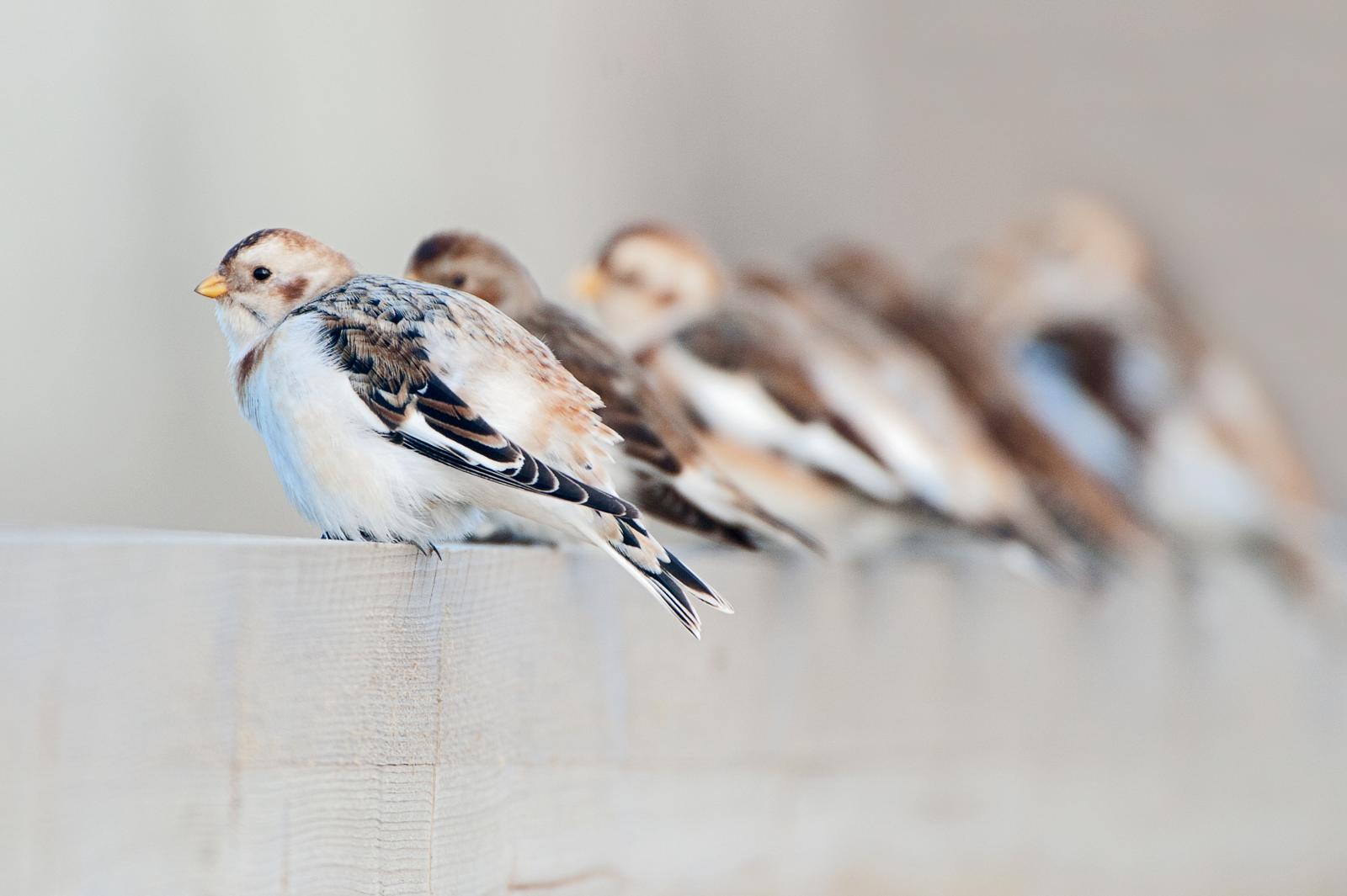 vogels fotograferen