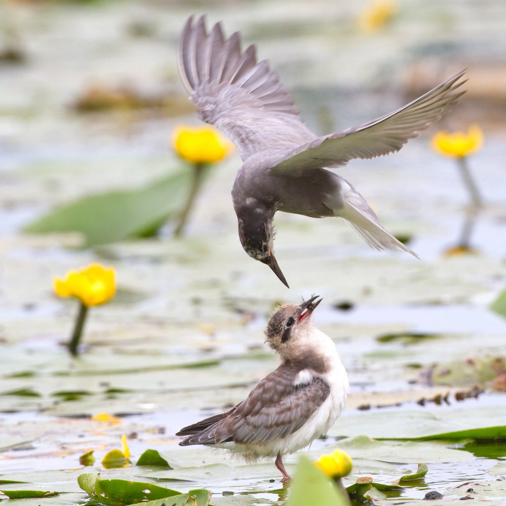 natuurfotografie het juiste moment