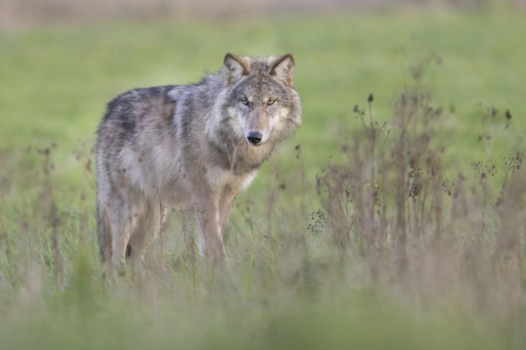 wolf in het veld