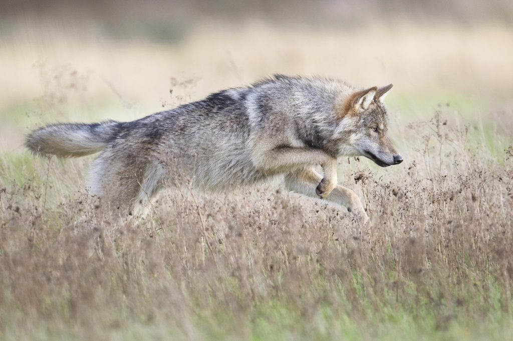 wolf aan het jagen