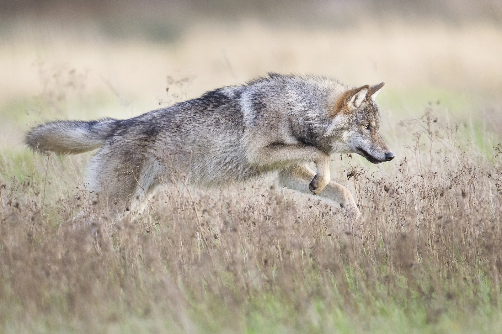 wolf in nederland: wolf aan het jagen