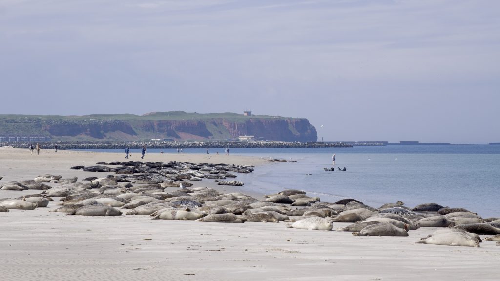 Helgoland vogeleiland