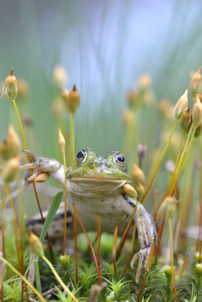 natuurfotografie 