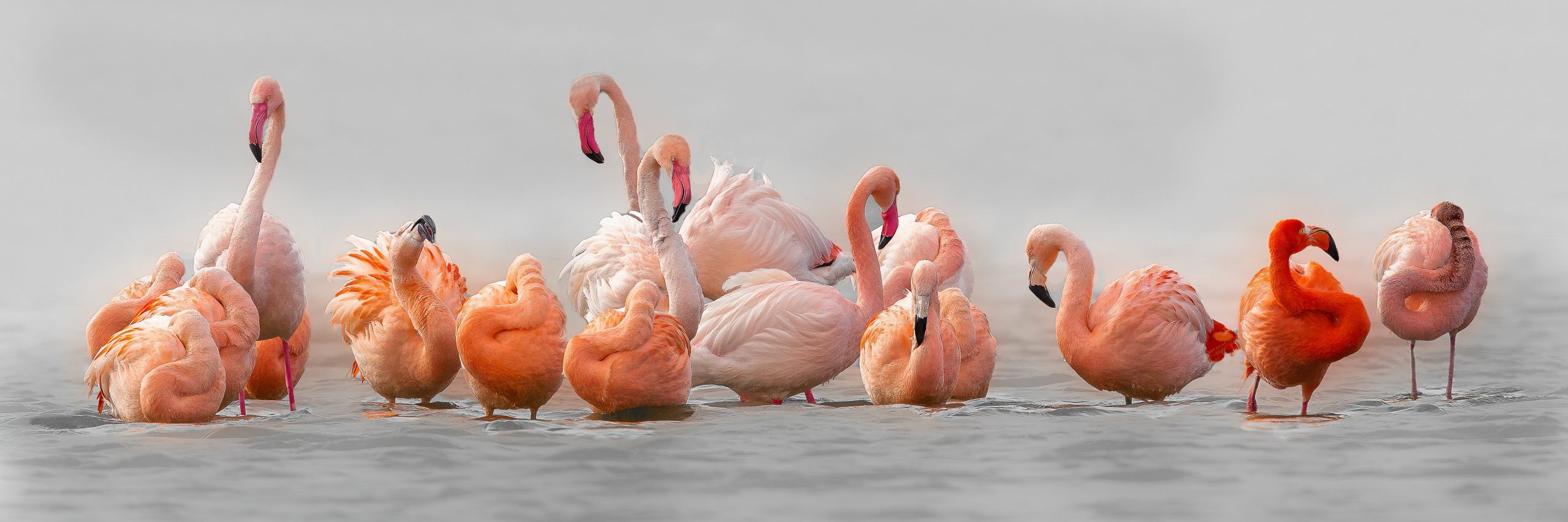 roze flamingo