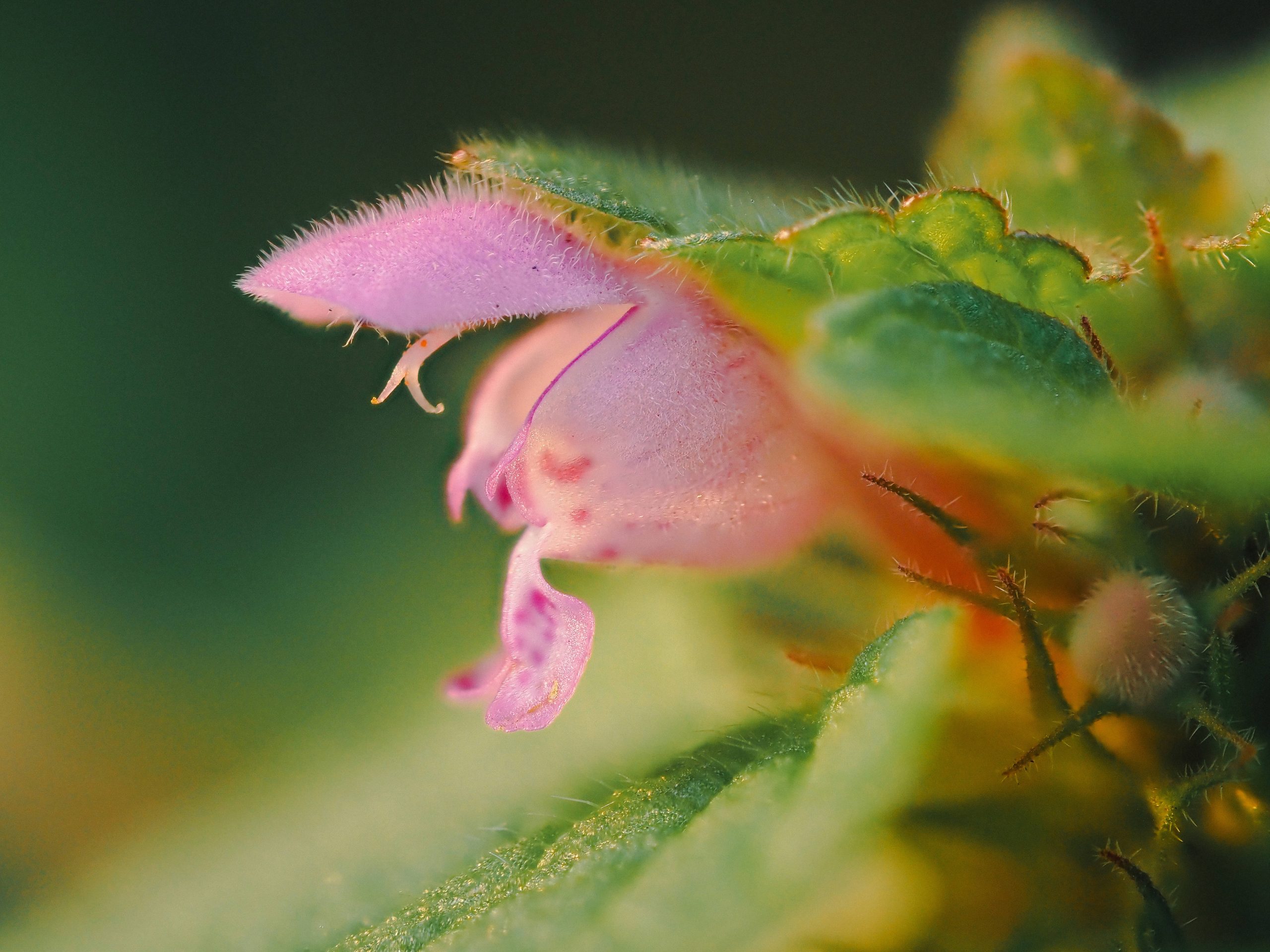 roze en paars bloem