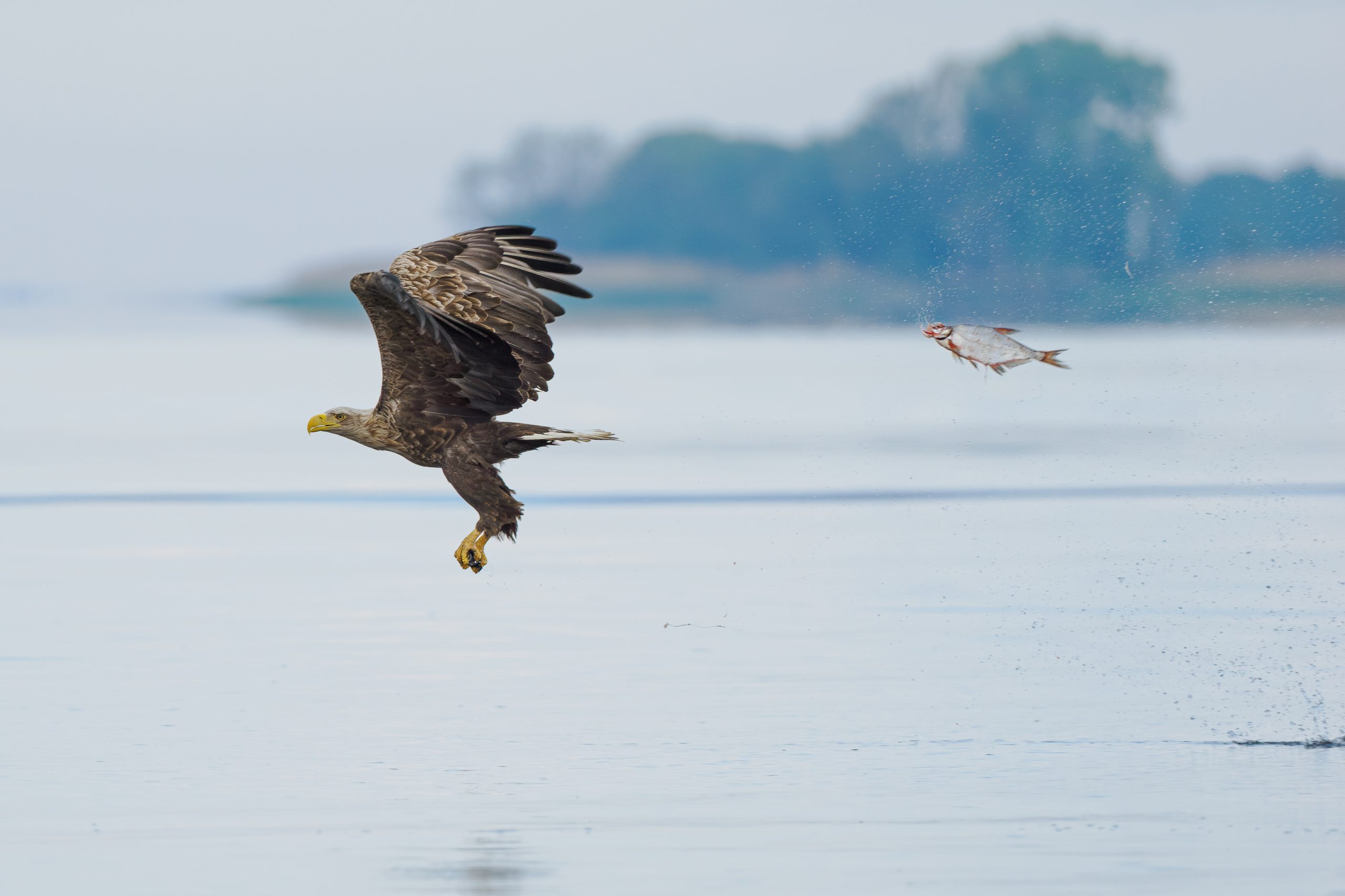 Nikon Comedy Wildlife Awards