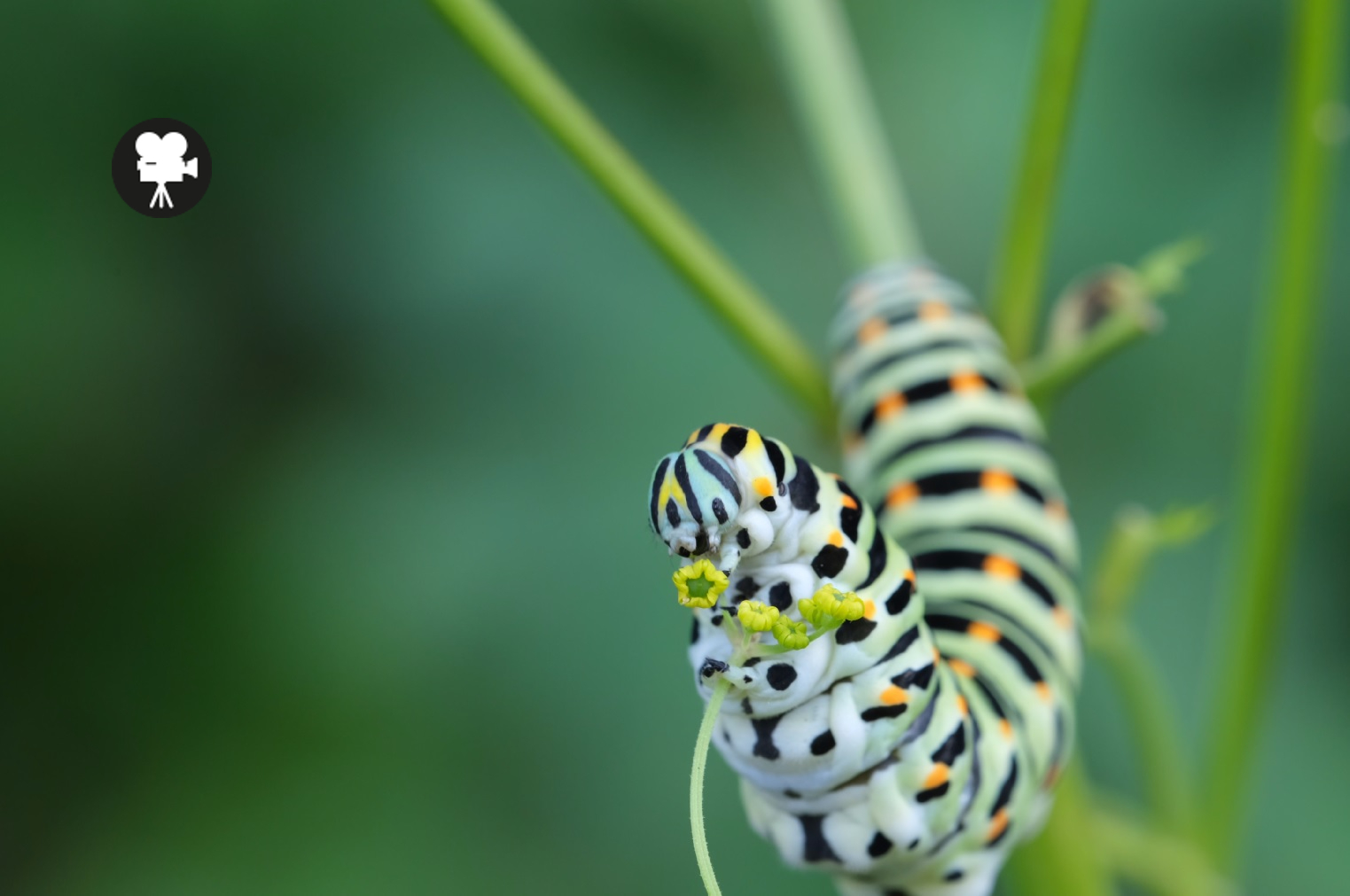 rups koninginnenpage