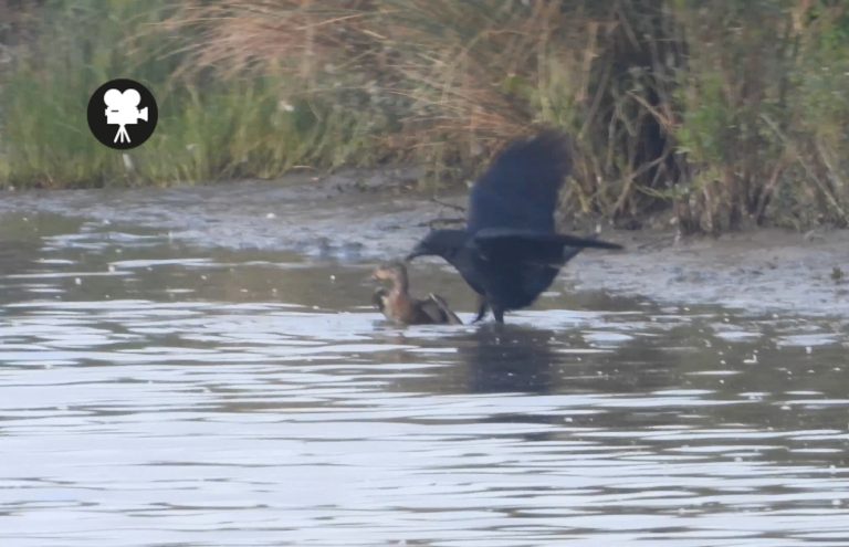 wintertaling strijdt met zwarte kraai