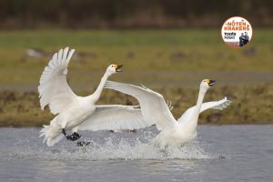 twee kleine zwanen in het water