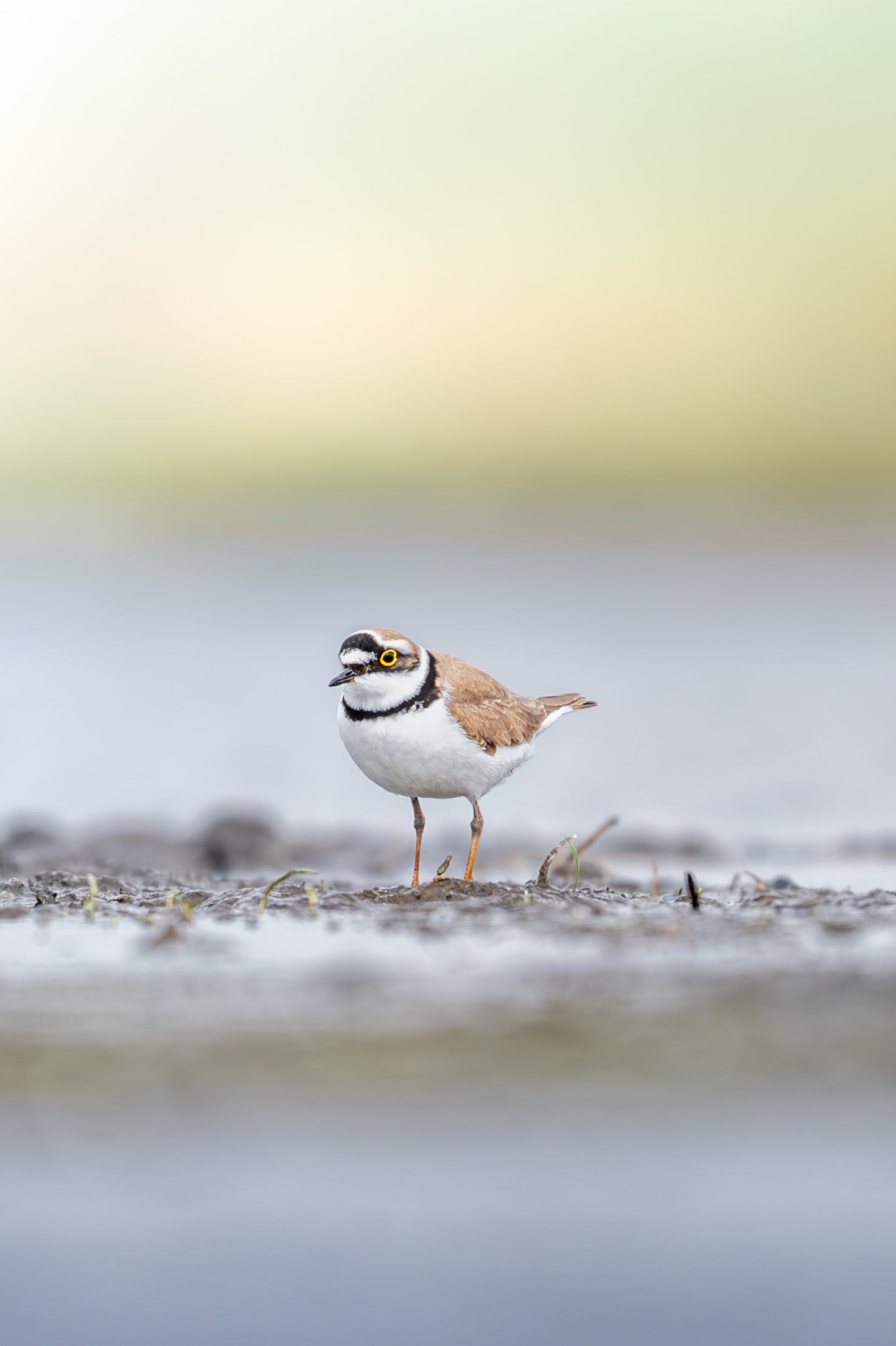 wadvogels, kleine plevier