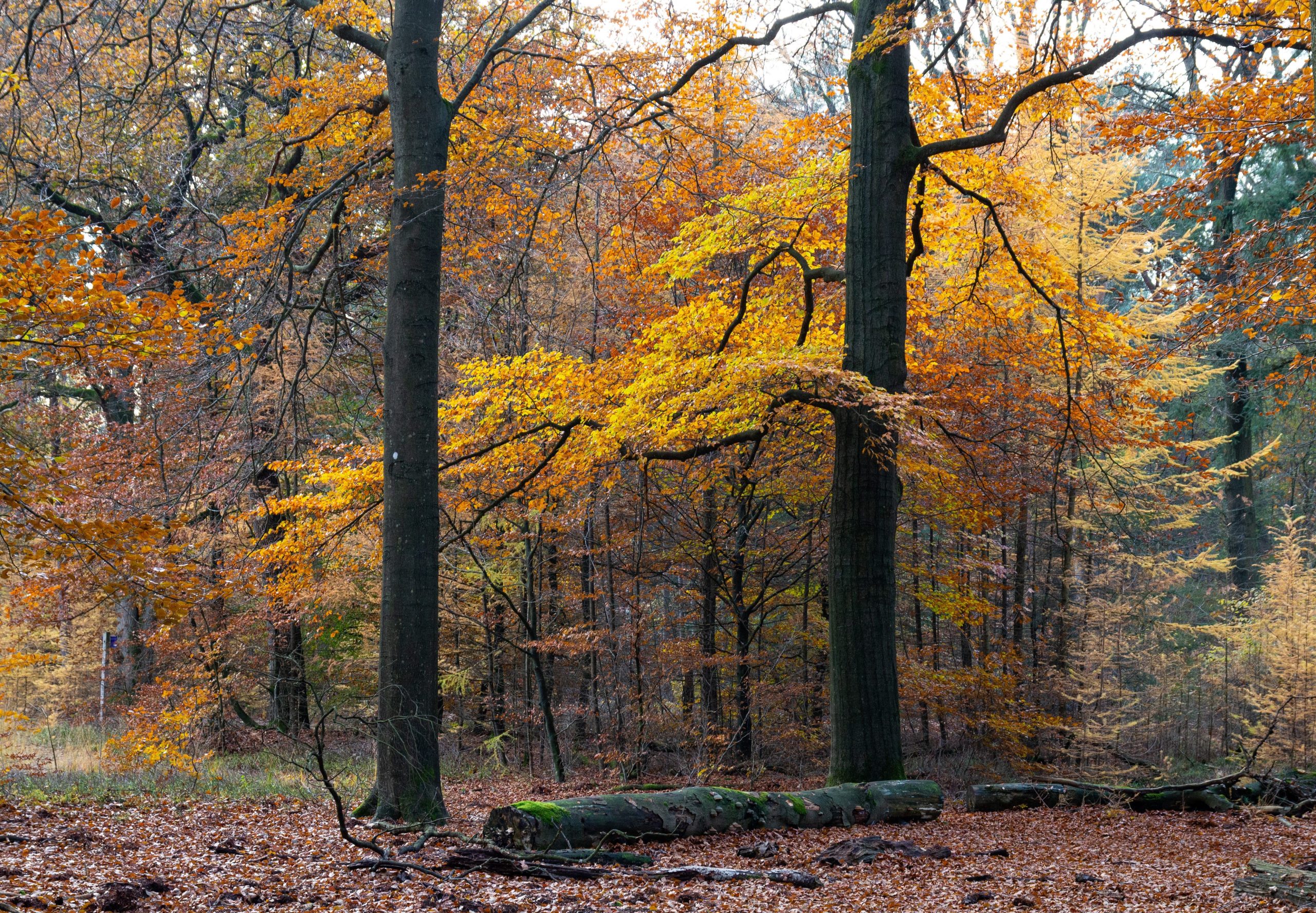 compositie herfstbossen