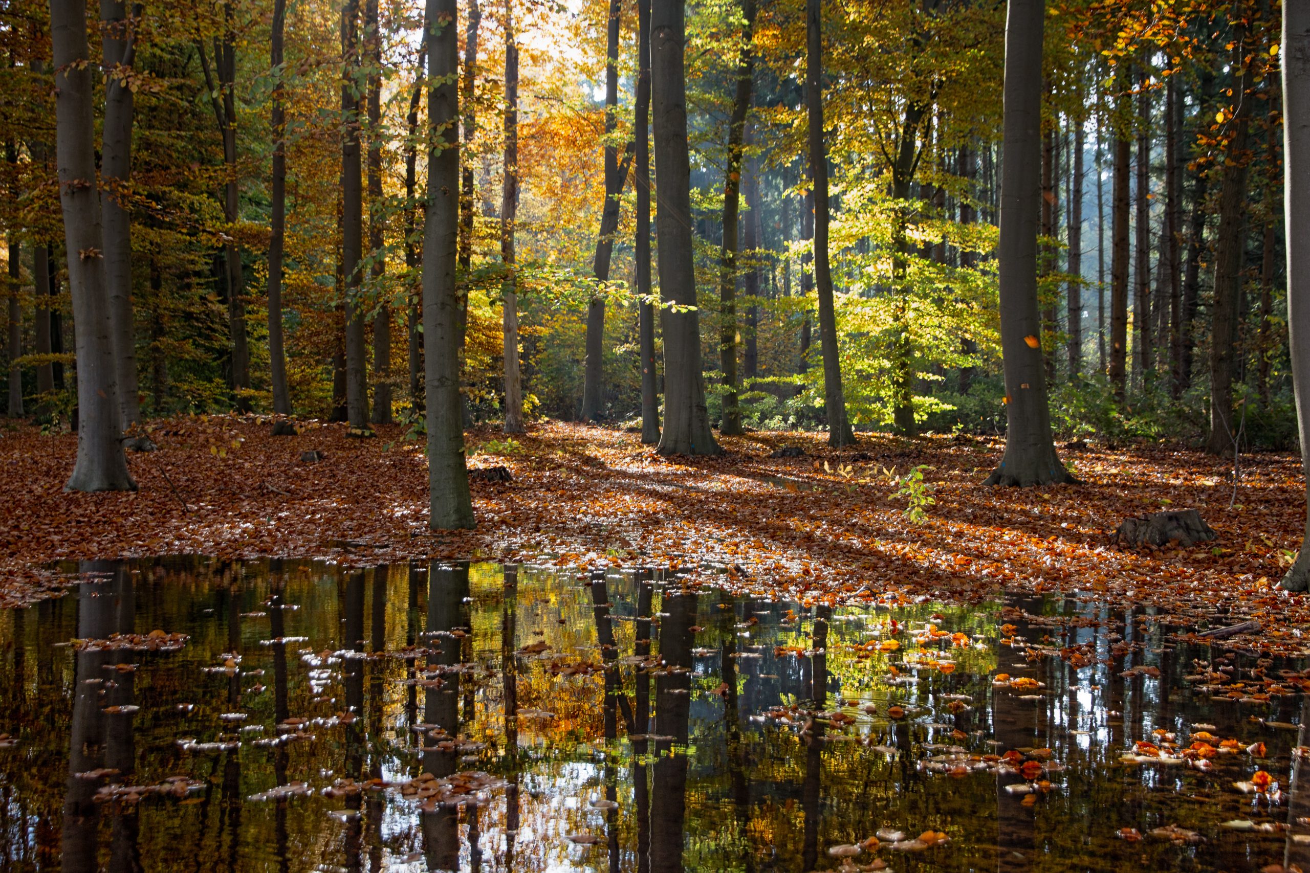 herfstbossen