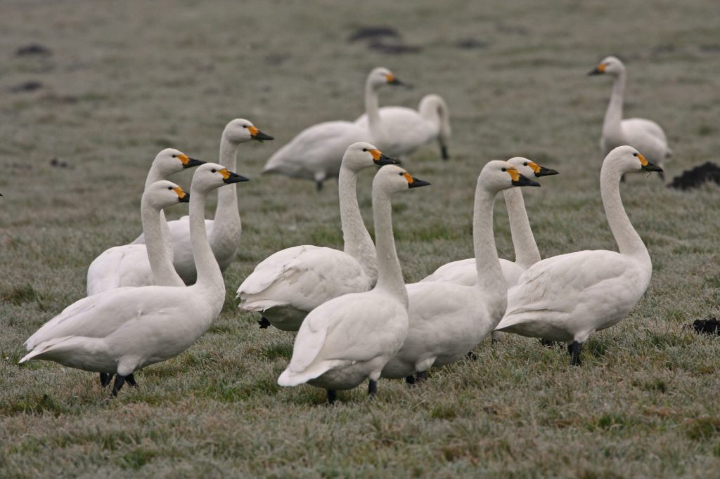 groep kleine zwanen in een weiland
 