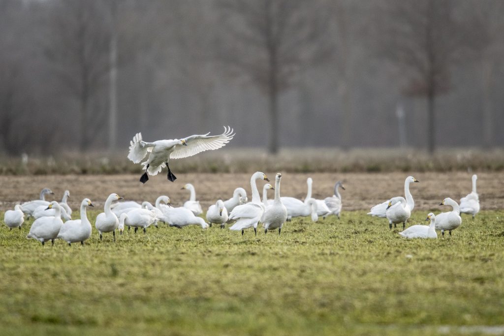 kleine zwanen in een weiland