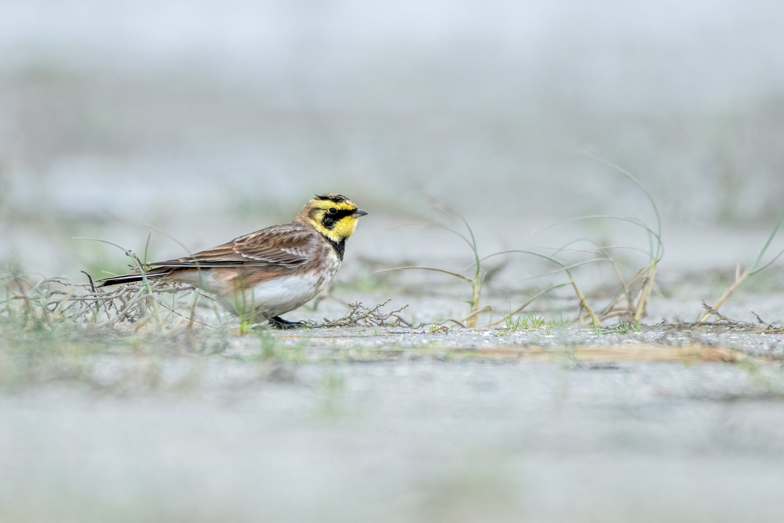 wdvogels strandleeuwerik