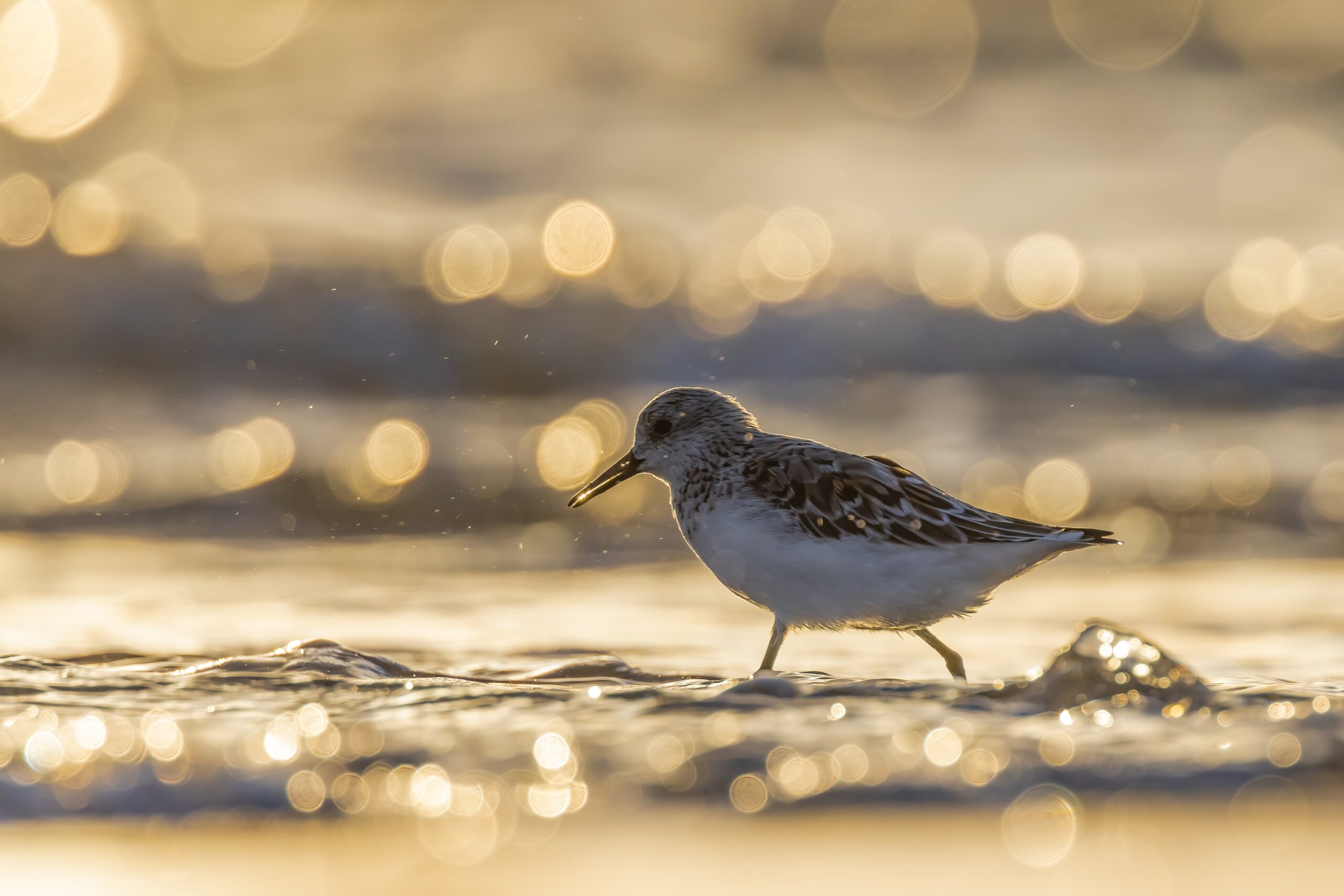 wadvogels drieteenstrandloper