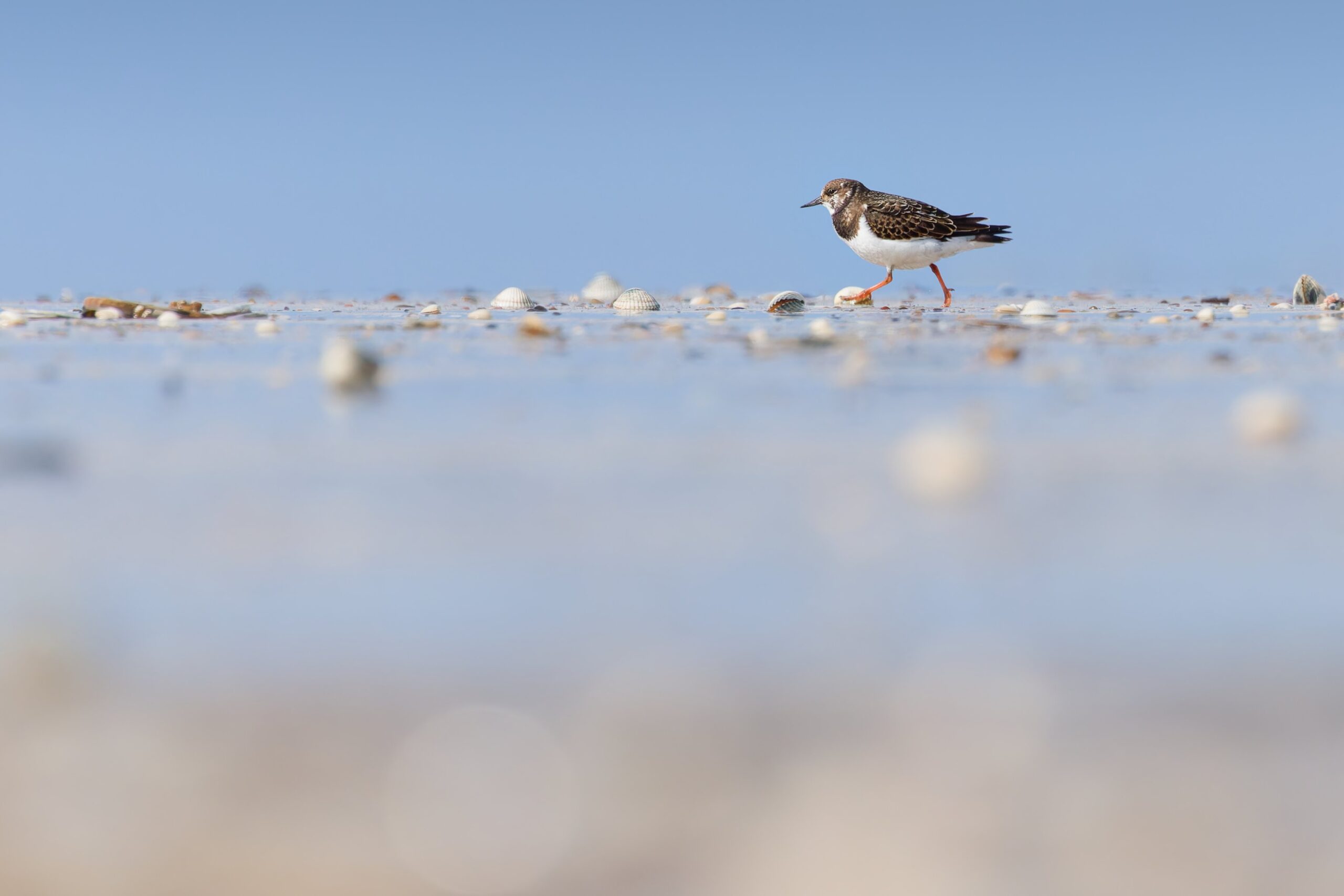 wadvogels steenloper