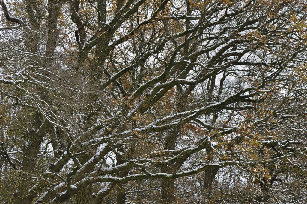 Bomen in wintersfeer in natuurgebied Döttinkrade