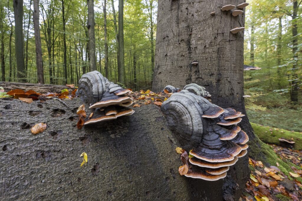 Dood hout in het Zoniënwoud